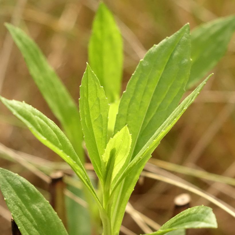 Helenium Kugelsonne (Fogliame)