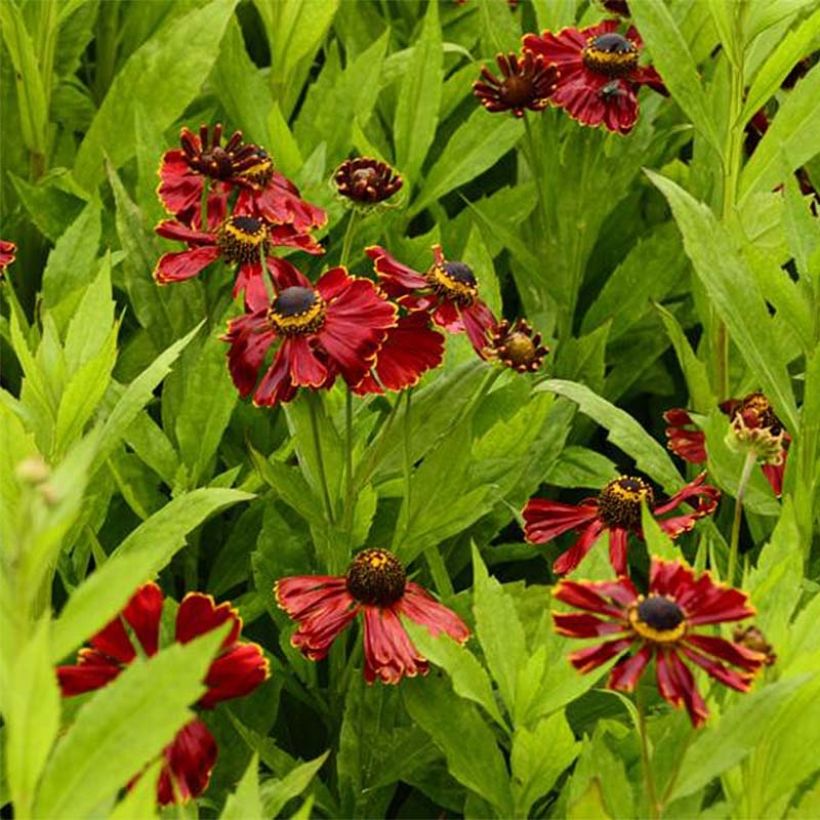 Helenium Potter's Wheel (Fioritura)