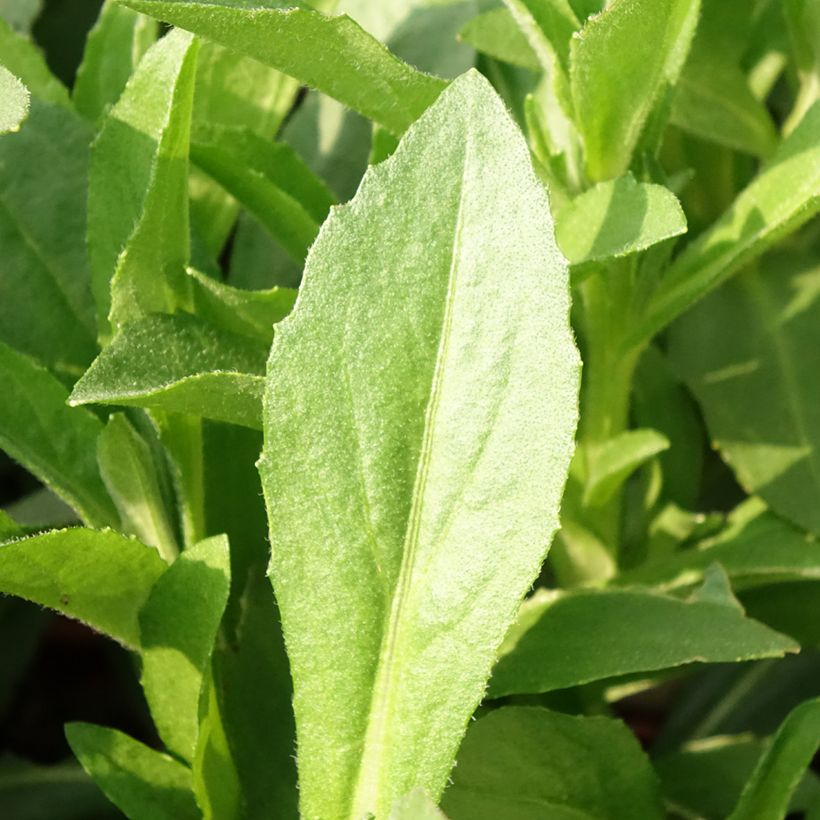 Helenium Short' n'Sassy (Fogliame)