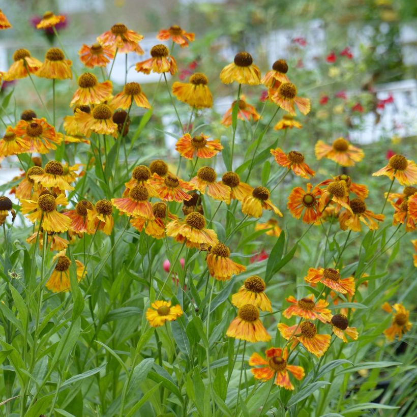 Helenium Waltraut (Porto)