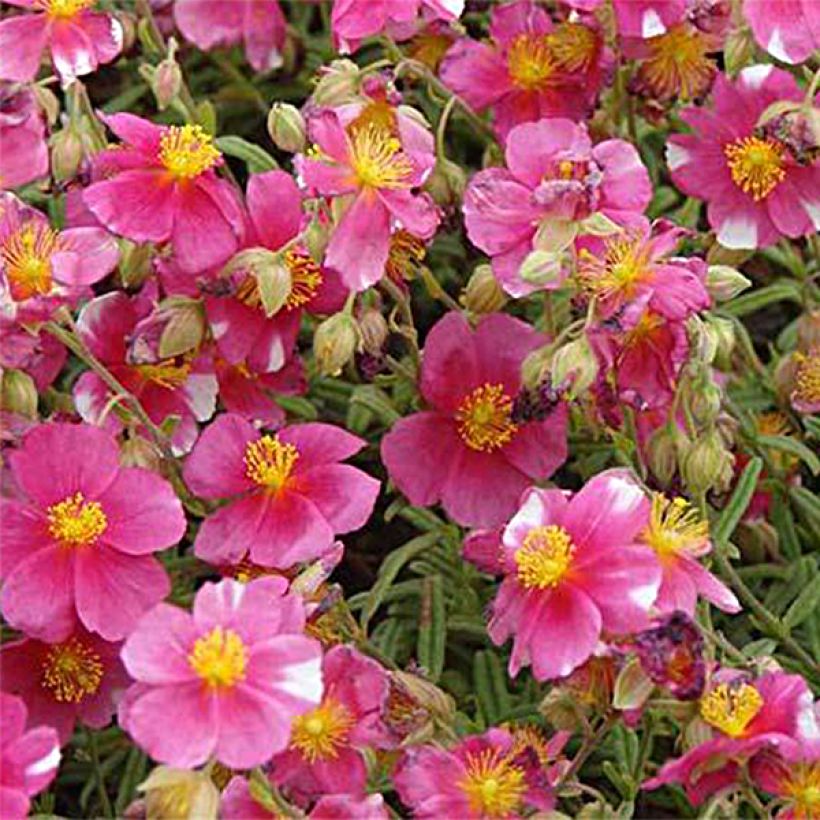 Helianthemum Raspberry Ripple - Eliantemo (Fioritura)