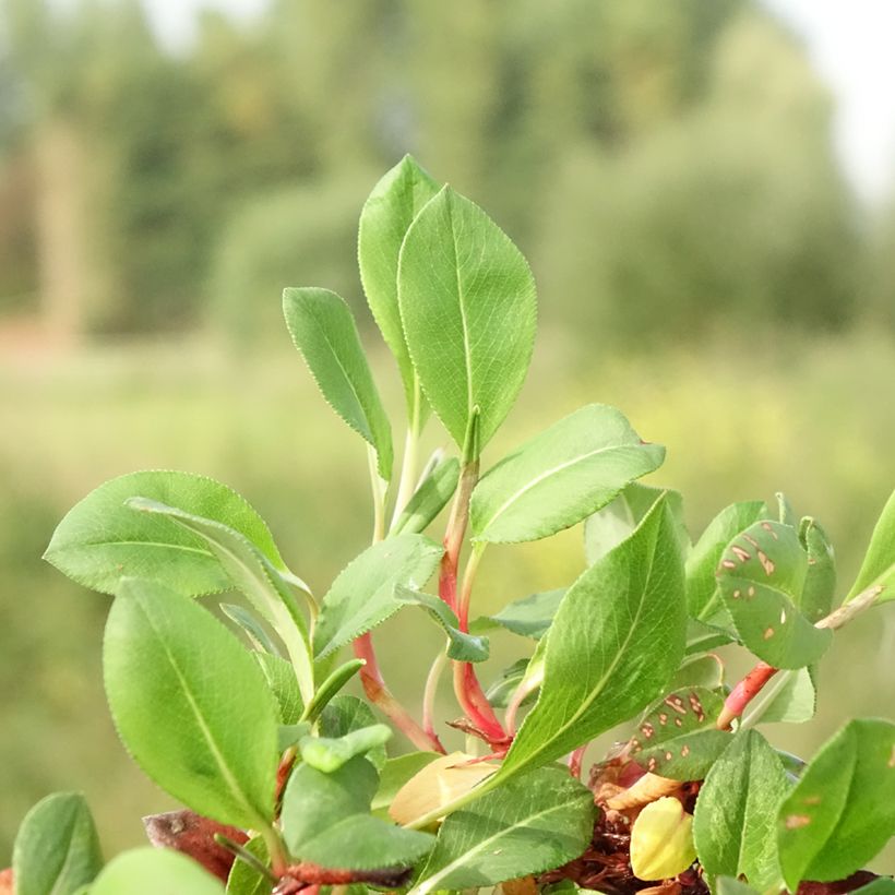 Helianthemum Bronzeteppich - Eliantemo (Fogliame)