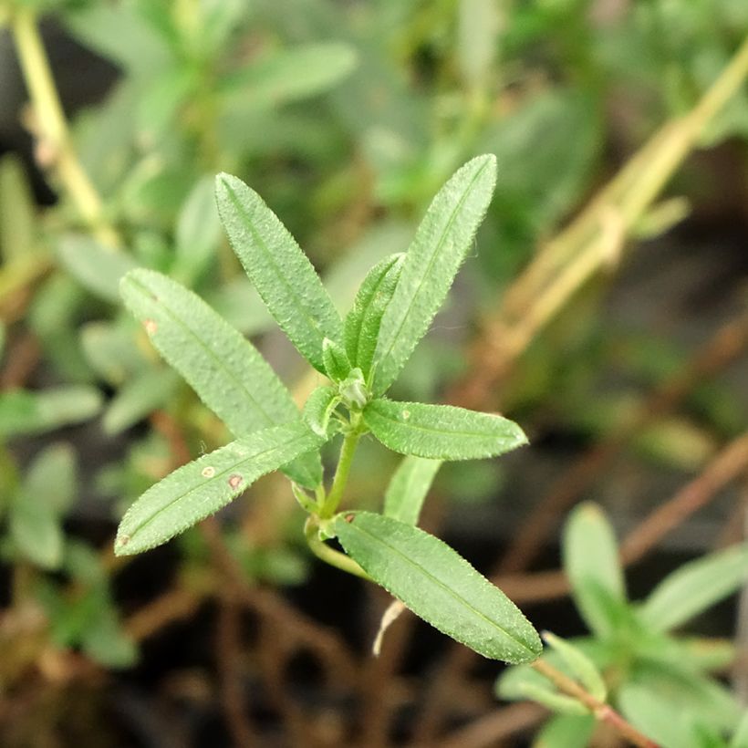 Helianthemum Cerise Queen - Eliantemo (Fogliame)