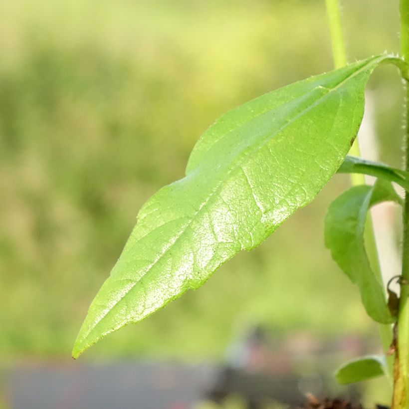 Helianthus strumosus - Girasole ghiandoloso (Fogliame)