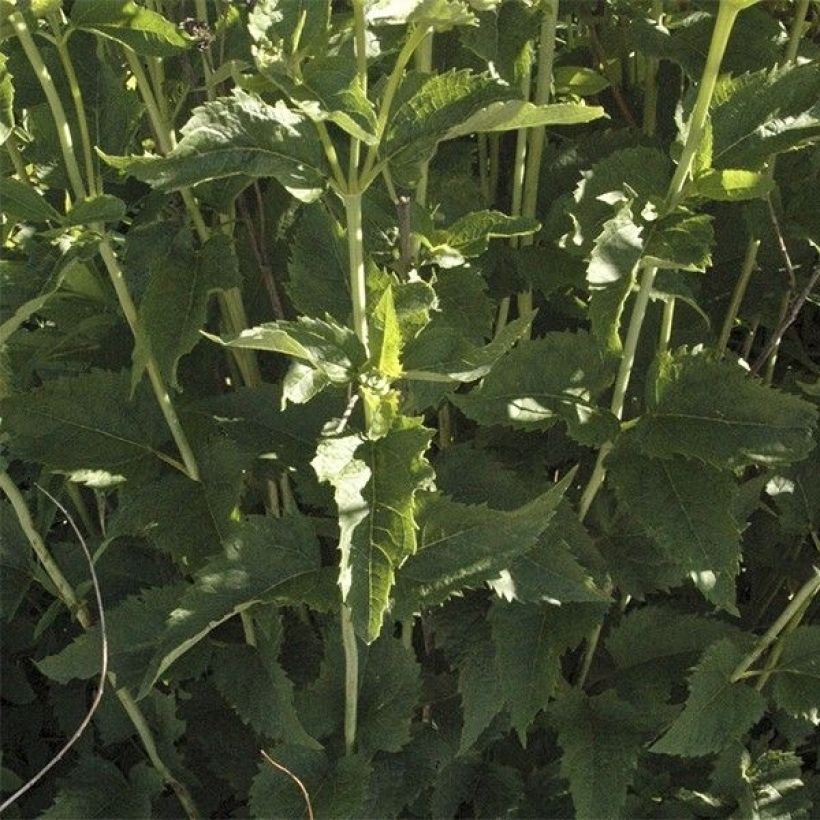 Heliopsis helianthoides var. scabra Venus (Fogliame)