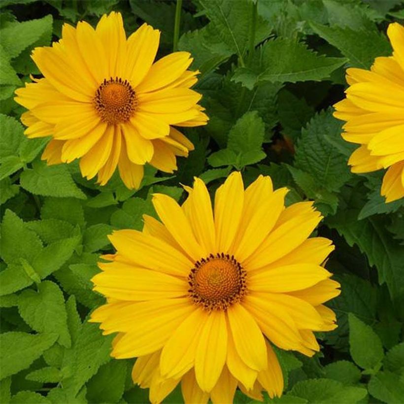 Heliopsis helianthoides var. scabra Venus (Fioritura)