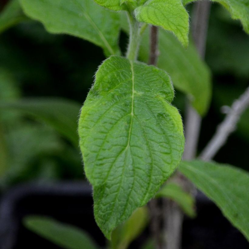 Heliotropium arborescens Marine - Eliotropio arbustivo (Fogliame)