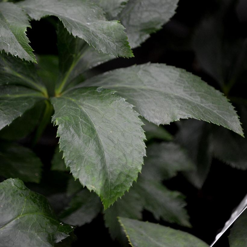 Helleborus White Red Center - Elleboro (Fogliame)