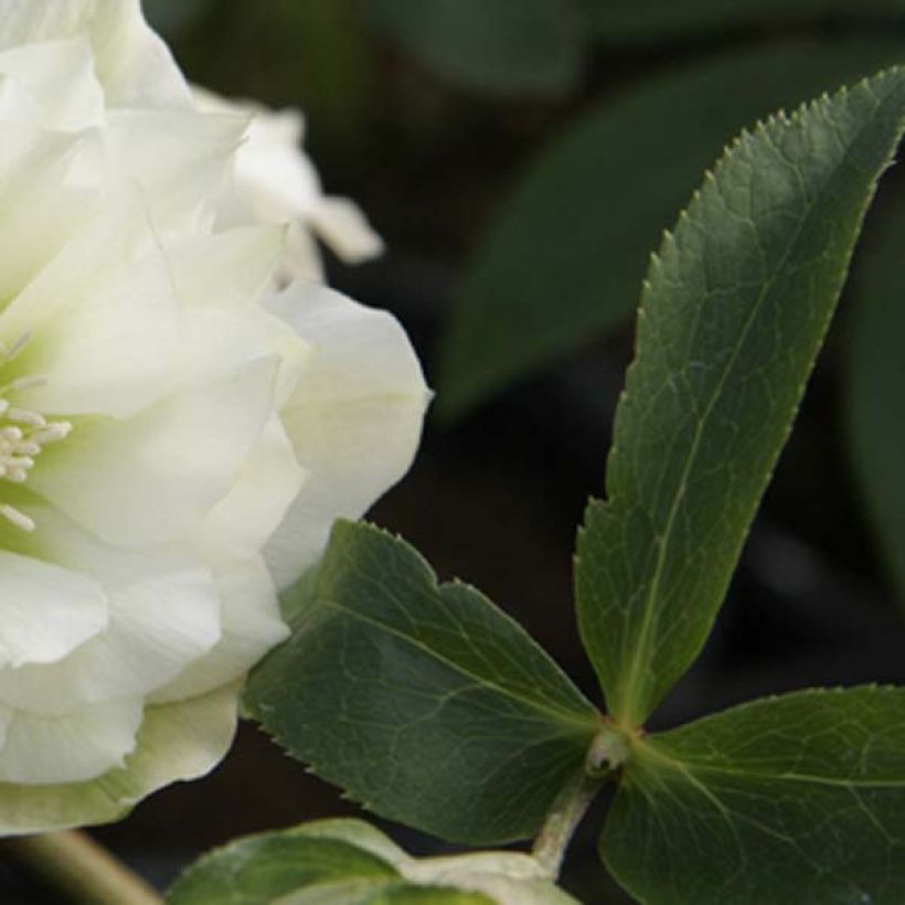 Helleborus Double White - Elleboro (Fogliame)