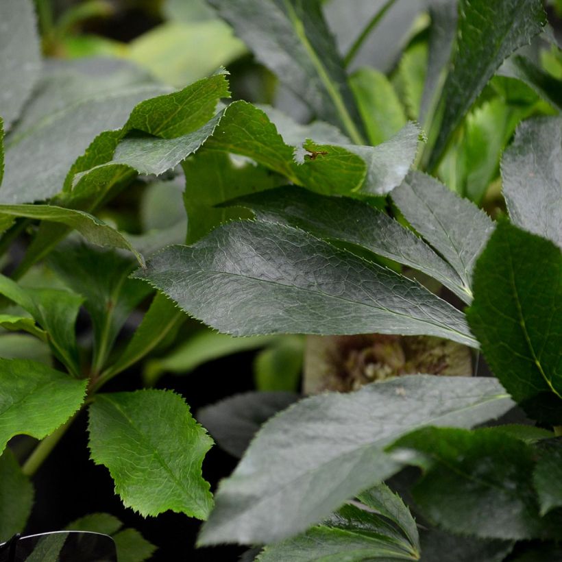 Helleborus Double Picotee - Elleboro (Fogliame)