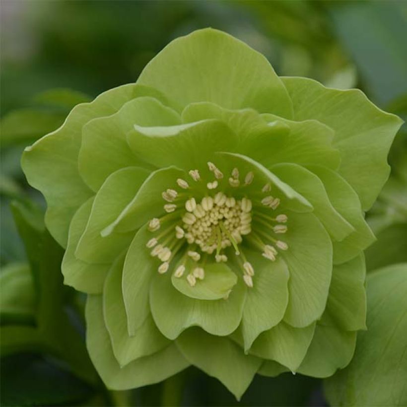 Helleborus Double Green - Elleboro (Fioritura)