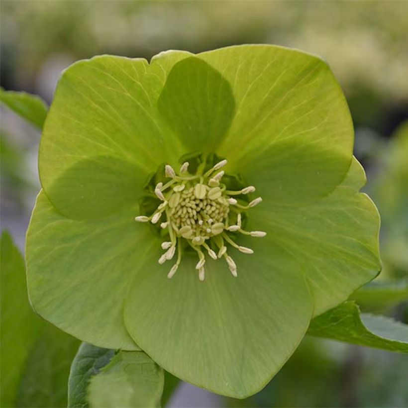 Helleborus Green-flowered - Elleboro (Fogliame)