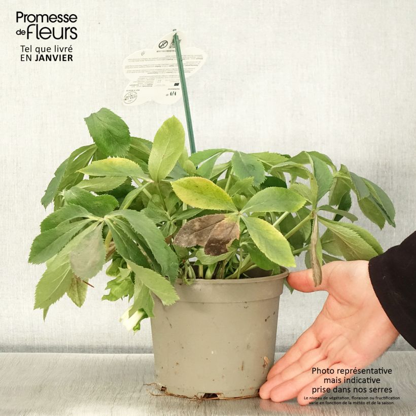 Hellébore orientale ViV Clarissa Pot de 2L/3L esemplare consegnato in inverno