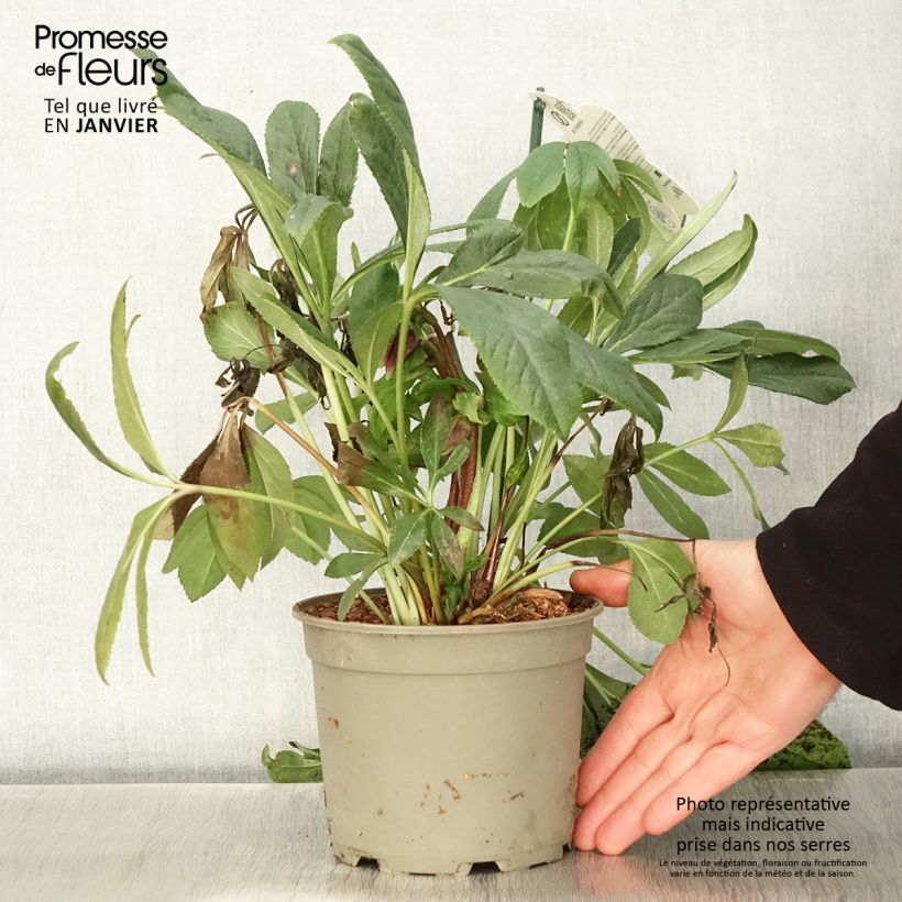 Hellébore orientale ViV Eloisa Pot de 2L/3L esemplare consegnato in inverno