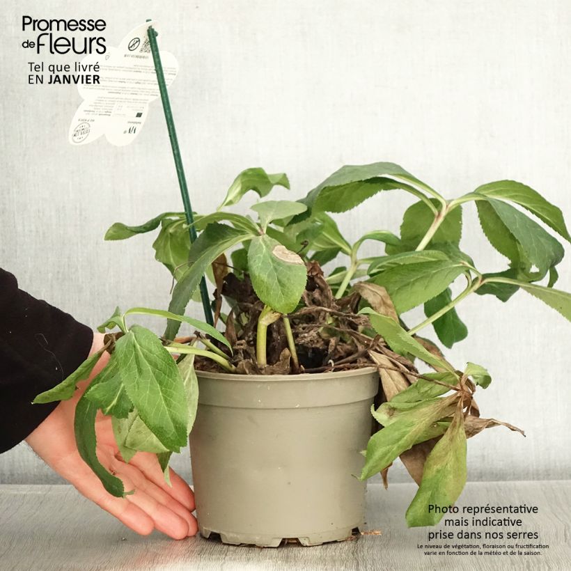 Hellébore orientale ViV Gianina Pot de 2L/3L esemplare consegnato in inverno