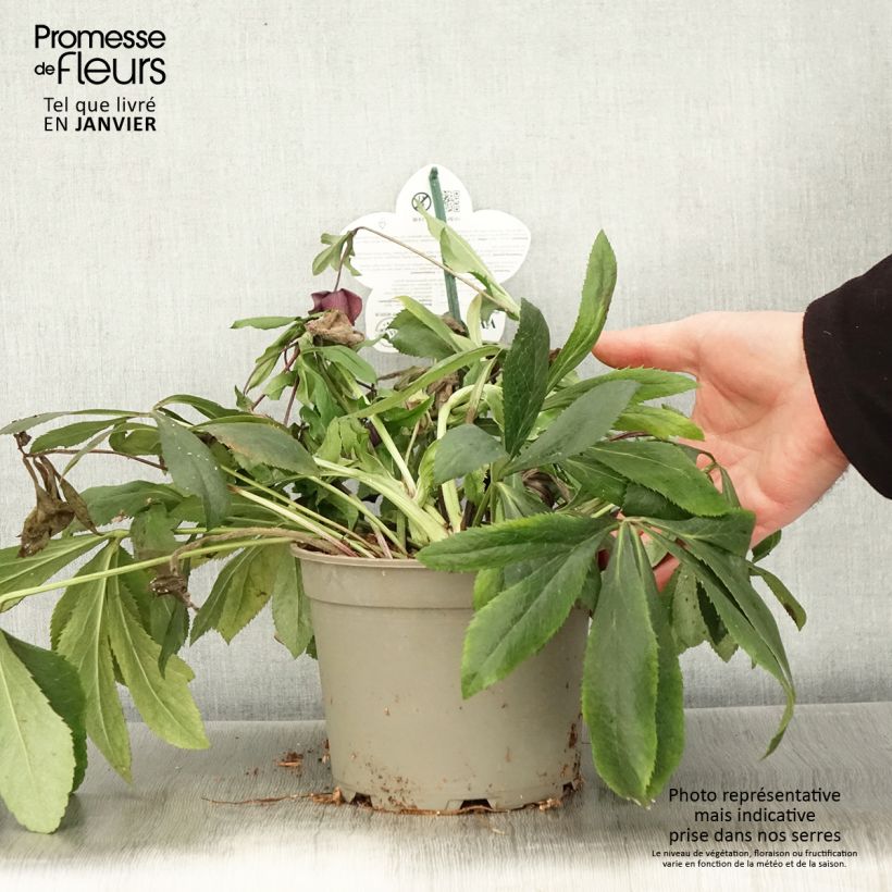 Hellébore orientale ViV Liliana Pot de 2L/3L esemplare consegnato in inverno