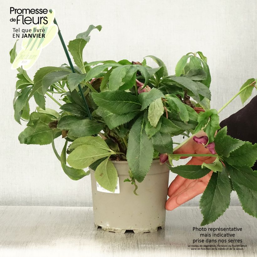 Hellébore orientale ViV Milana Pot de 2L/3L esemplare consegnato in inverno