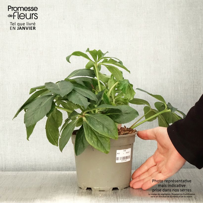 Hellébore orientale ViV Valentina Pot de 2L/3L esemplare consegnato in inverno