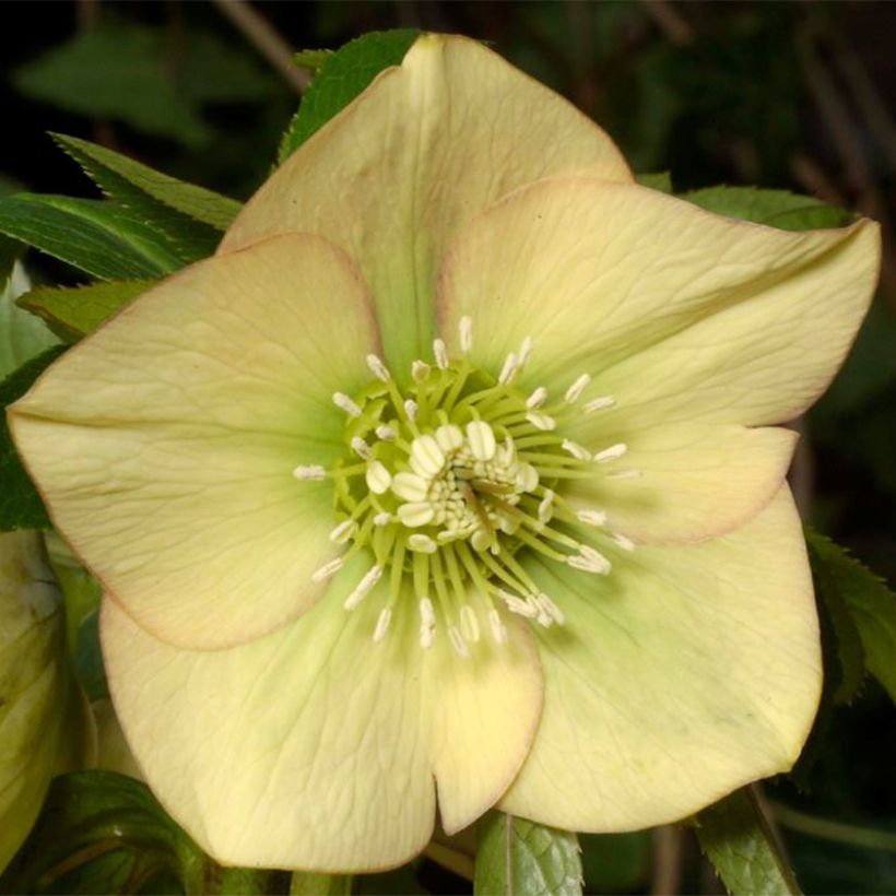 Helleborus Magic Apricot guttatus - Elleboro (Fioritura)