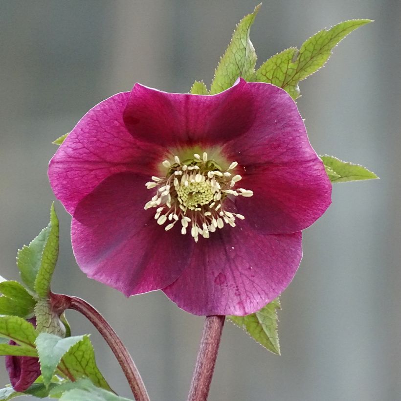 Helleborus Magic Red - Elleboro (Fioritura)