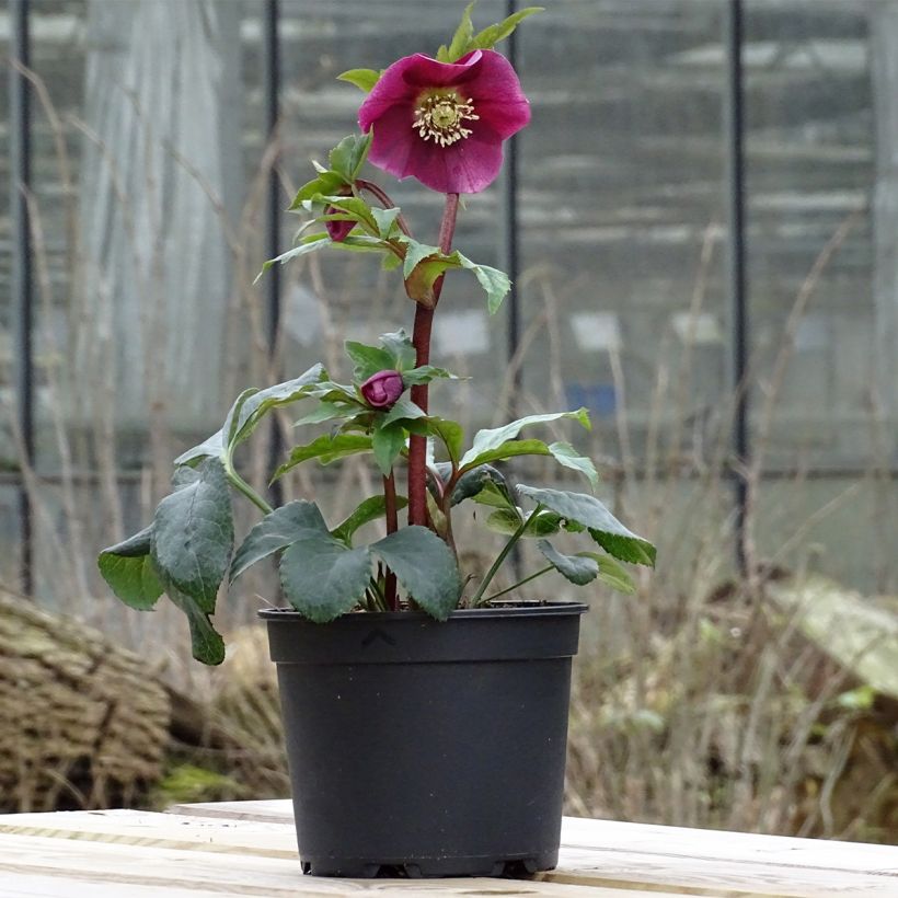 Helleborus Magic Red - Elleboro (Porto)