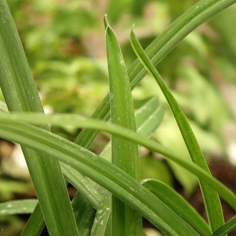 Hemerocallis Arctic Snow - Emerocallide (Fogliame)