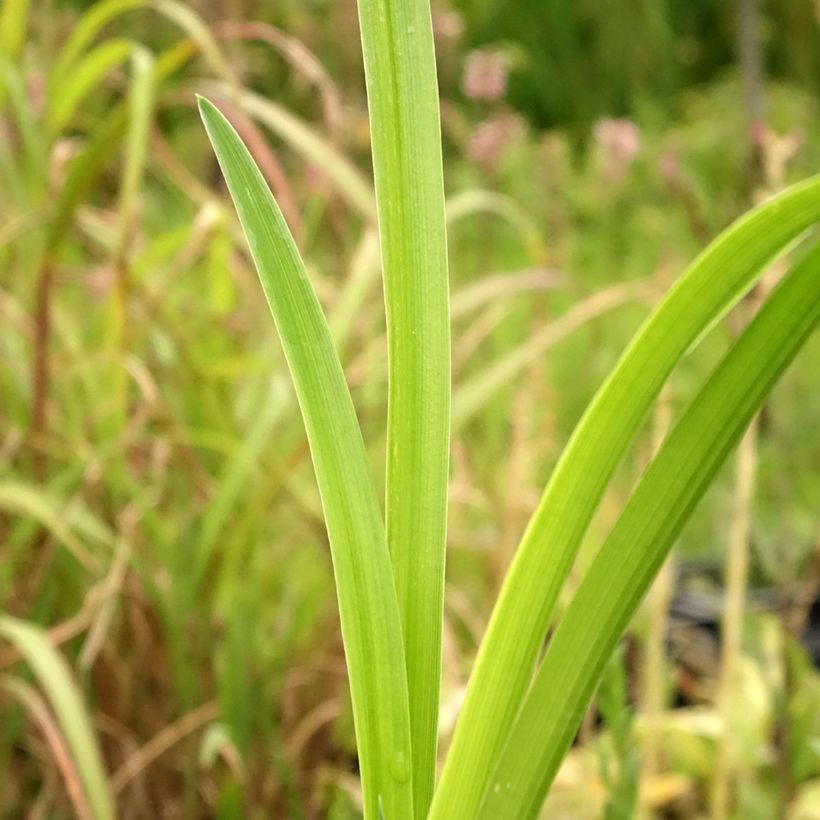 Hemerocallis Bela Lugosi - Emerocallide (Fogliame)