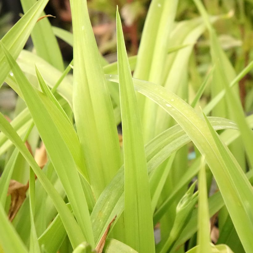 Hemerocallis Chicago Sunrise - Emerocallide (Fogliame)