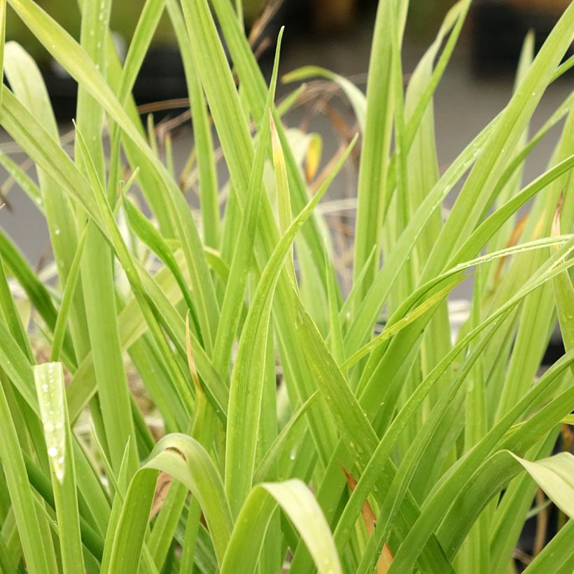 Hemerocallis Crimson Pirate - Emerocallide (Fogliame)