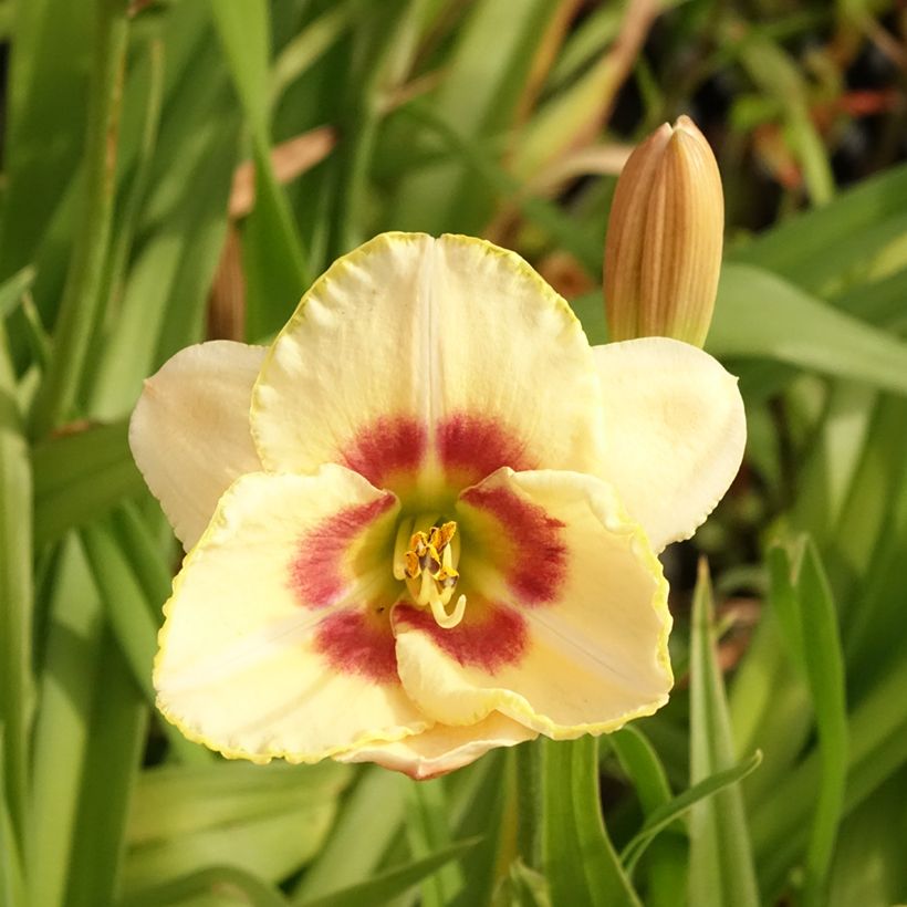 Hemerocallis Custard Candy - Emerocallide (Fioritura)