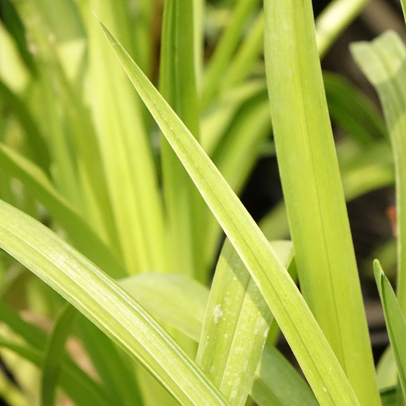 Hemerocallis Destined to See - Emerocallide (Fogliame)