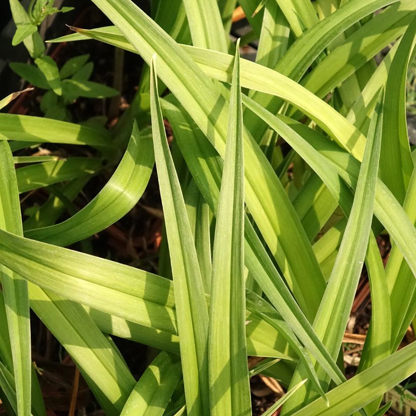 Hemerocallis Dream Legacy - Emerocallide (Fogliame)