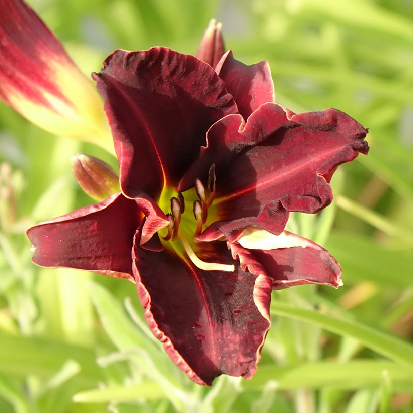 Hemerocallis Ed Murray - Emerocallide (Fioritura)