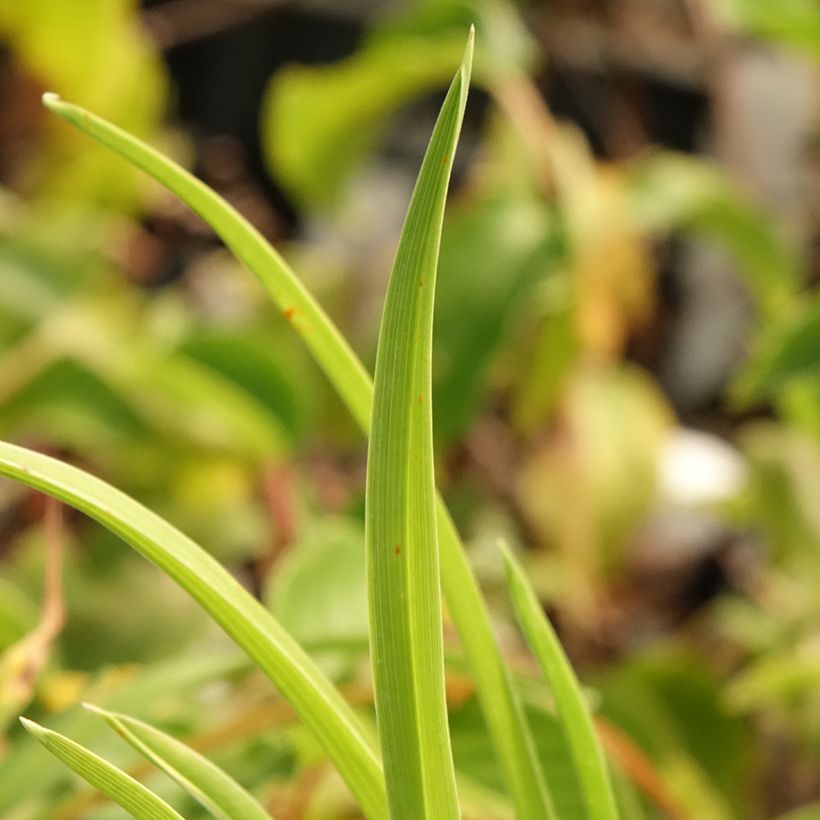 Hemerocallis Exotic Treasure - Emerocallide (Fogliame)