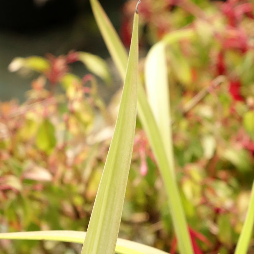 Hemerocallis Eyed Beauty - Emerocallide (Fogliame)