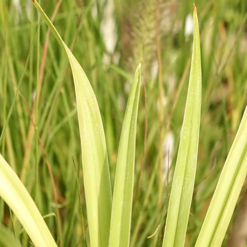 Hemerocallis Flight of The Dragon - Emerocallide (Fogliame)