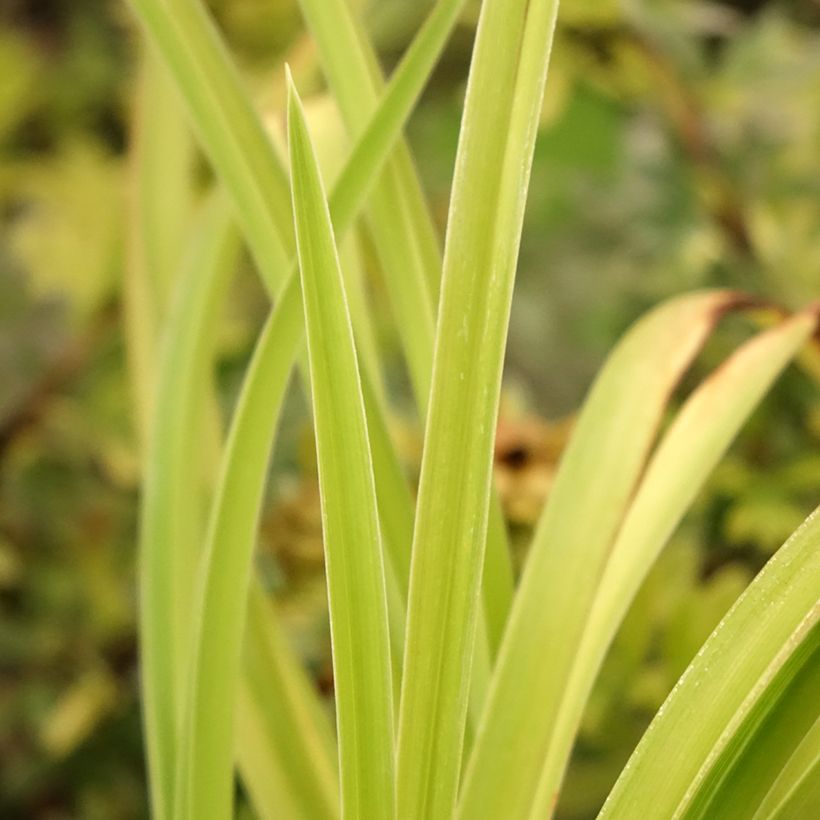 Hemerocallis Graces of Ganymede - Emerocallide (Fogliame)