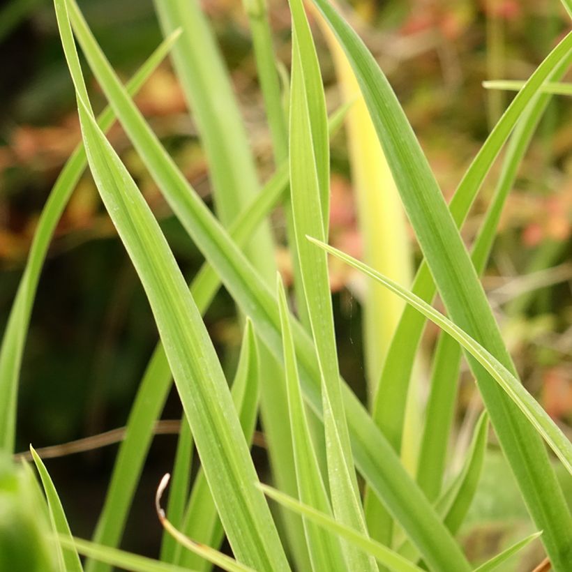 Hemerocallis Green Flutter - Emerocallide (Fogliame)