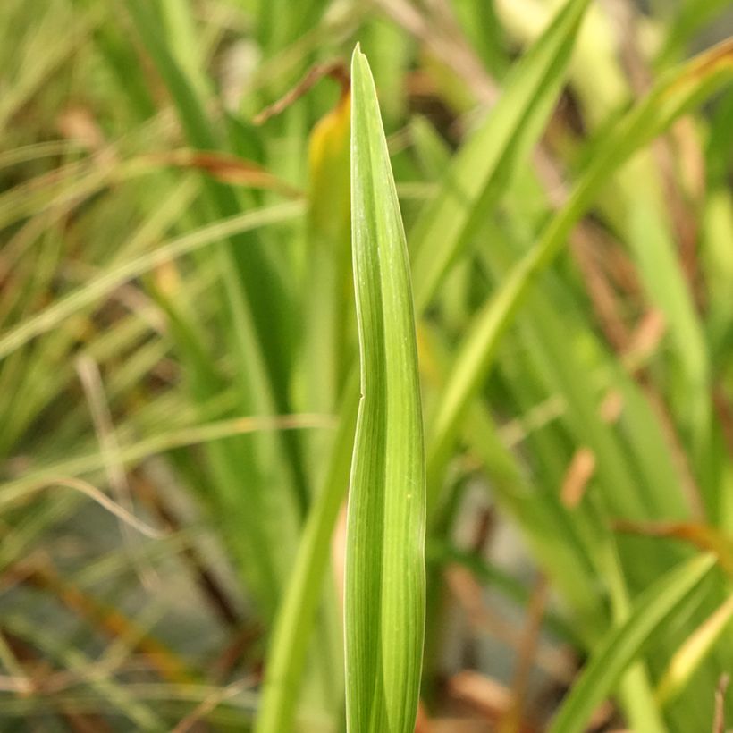 Hemerocallis Lacy Doily - Emerocallide (Fogliame)