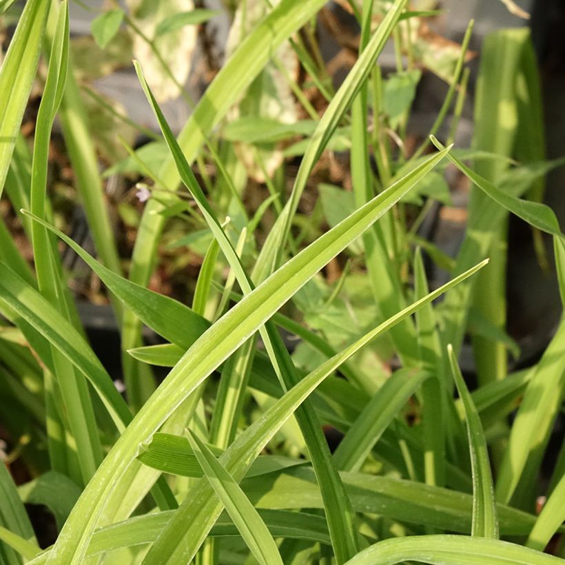 Hemerocallis Land of Cotton - Emerocallide (Fogliame)