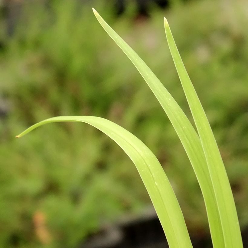 Hemerocallis Pink Damask - Emerocallide (Fogliame)