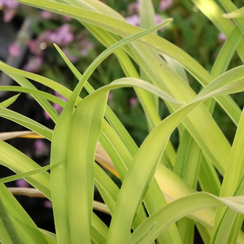 Hemerocallis Roswitha - Emerocallide (Fogliame)