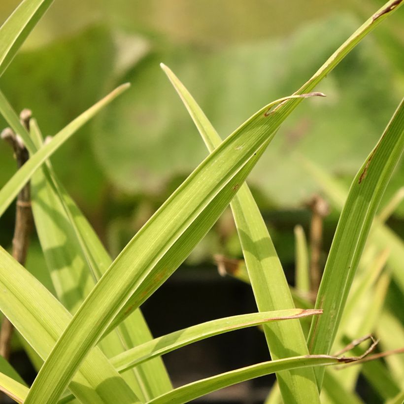 Hemerocallis Siloam Double Classic - Emerocallide (Fogliame)