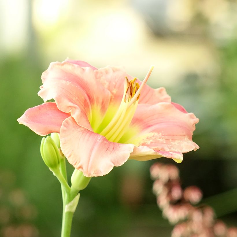 Hemerocallis Strawberry Candy - Emerocallide (Fioritura)