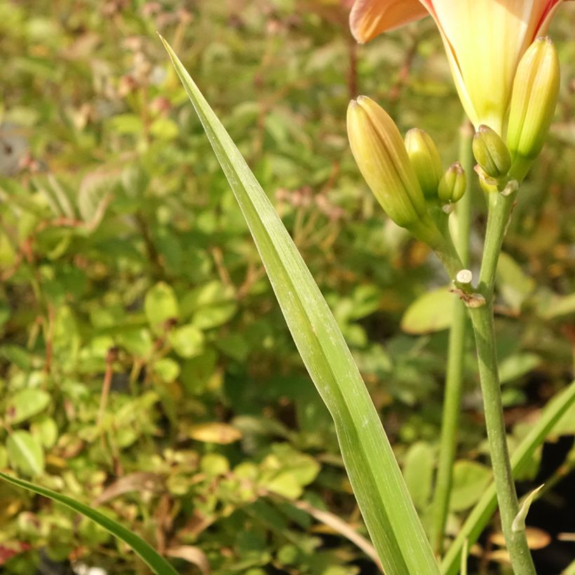 Hemerocallis Strawberry Swirl - Emerocallide (Fogliame)