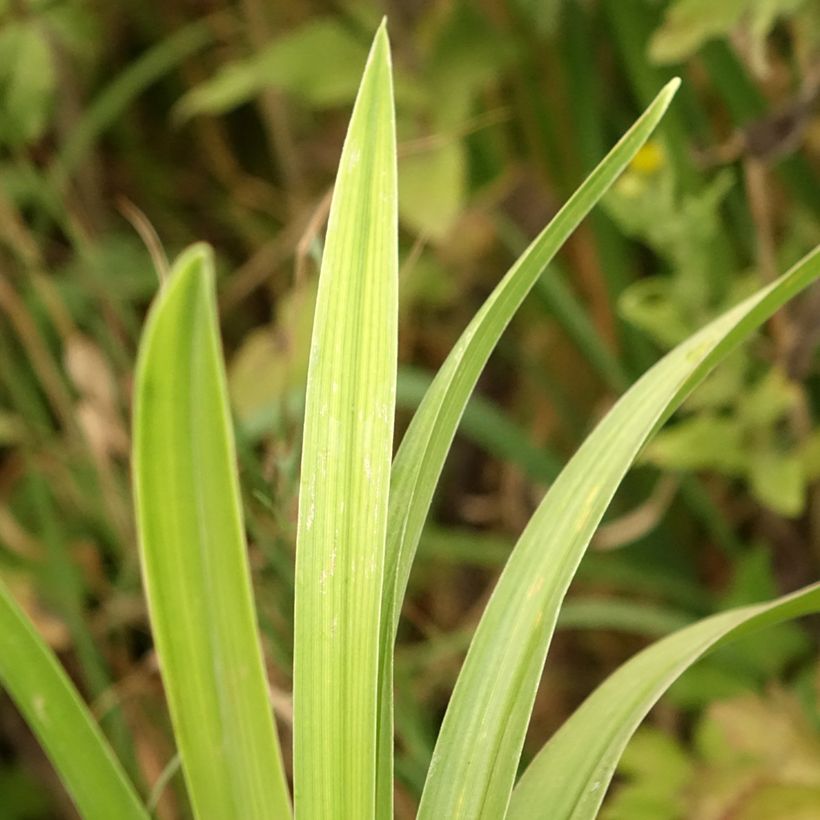 Hemerocallis Veins of Truth - Emerocallide (Fogliame)