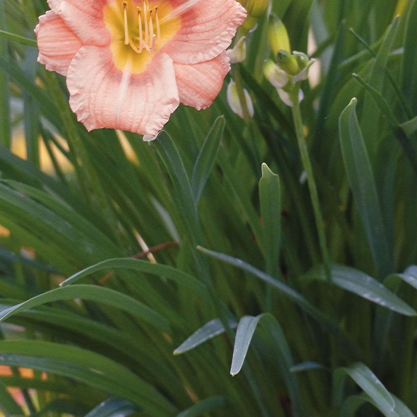 Hemerocallis Everydaylily Rose - Emerocallide (Fogliame)