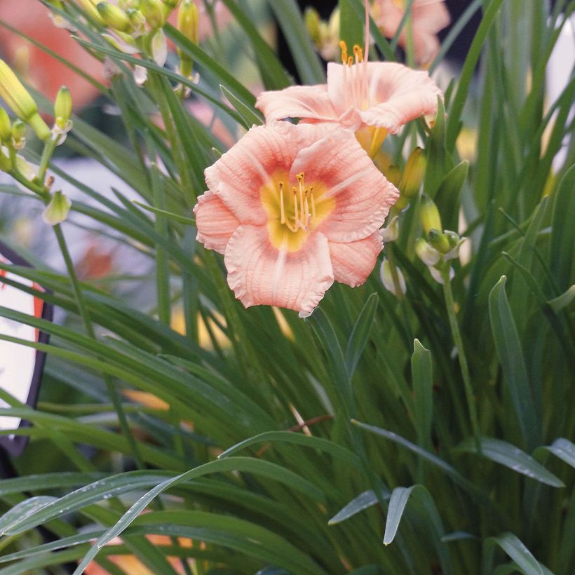 Hemerocallis Everydaylily Rose - Emerocallide (Porto)