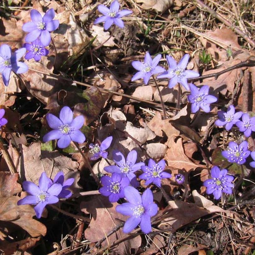 Hepatica nobilis - Erba trinità (Porto)