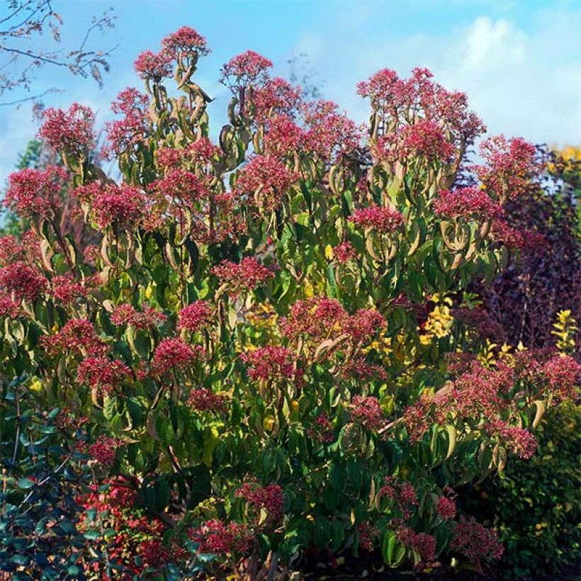 Heptacodium miconioides (Porto)